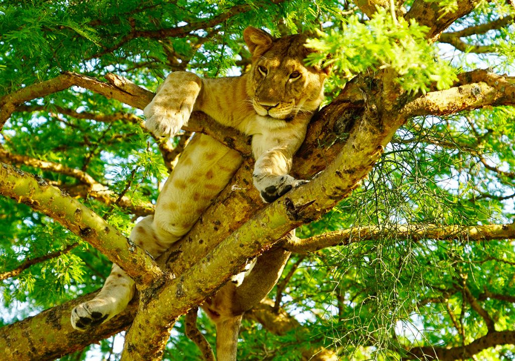 Tree Climbing Lions