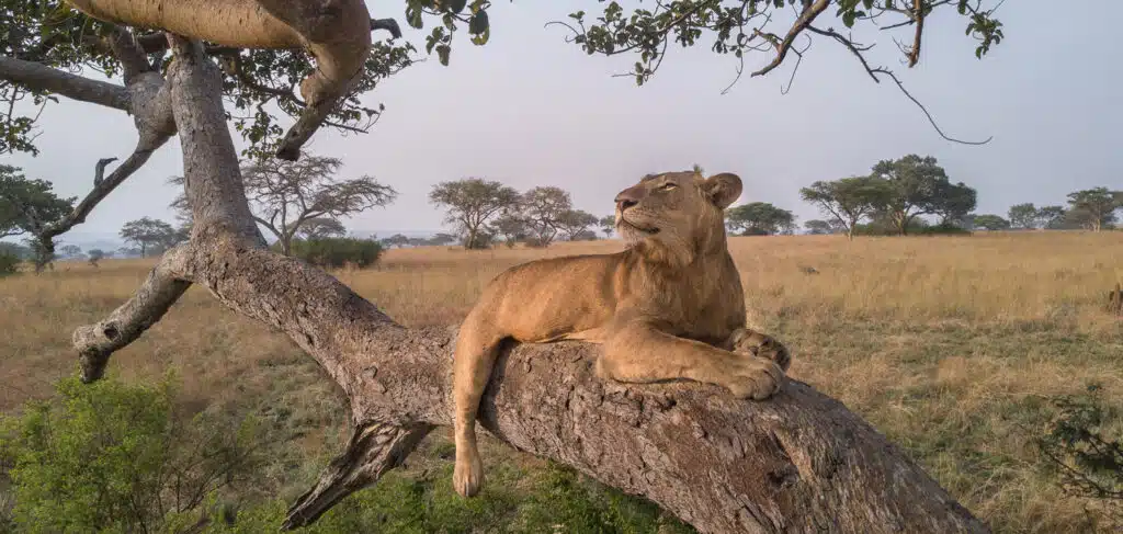 Tree Climbing Lions