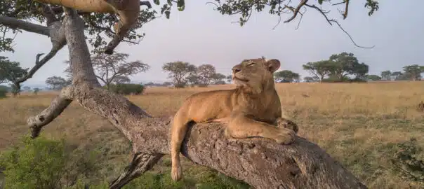 Tree Climbing Lions